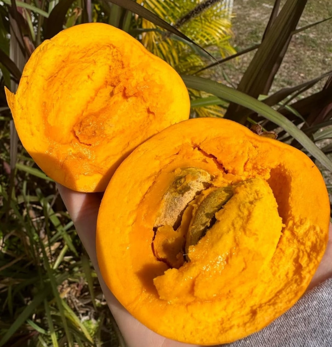 Ross sapote bud