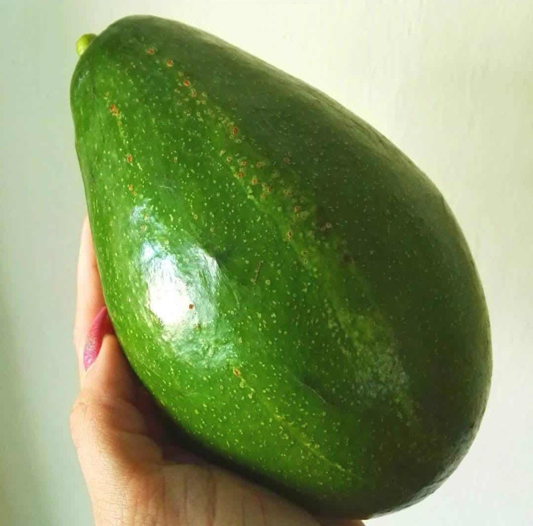 Avacado Pollock Graft (Tropical)