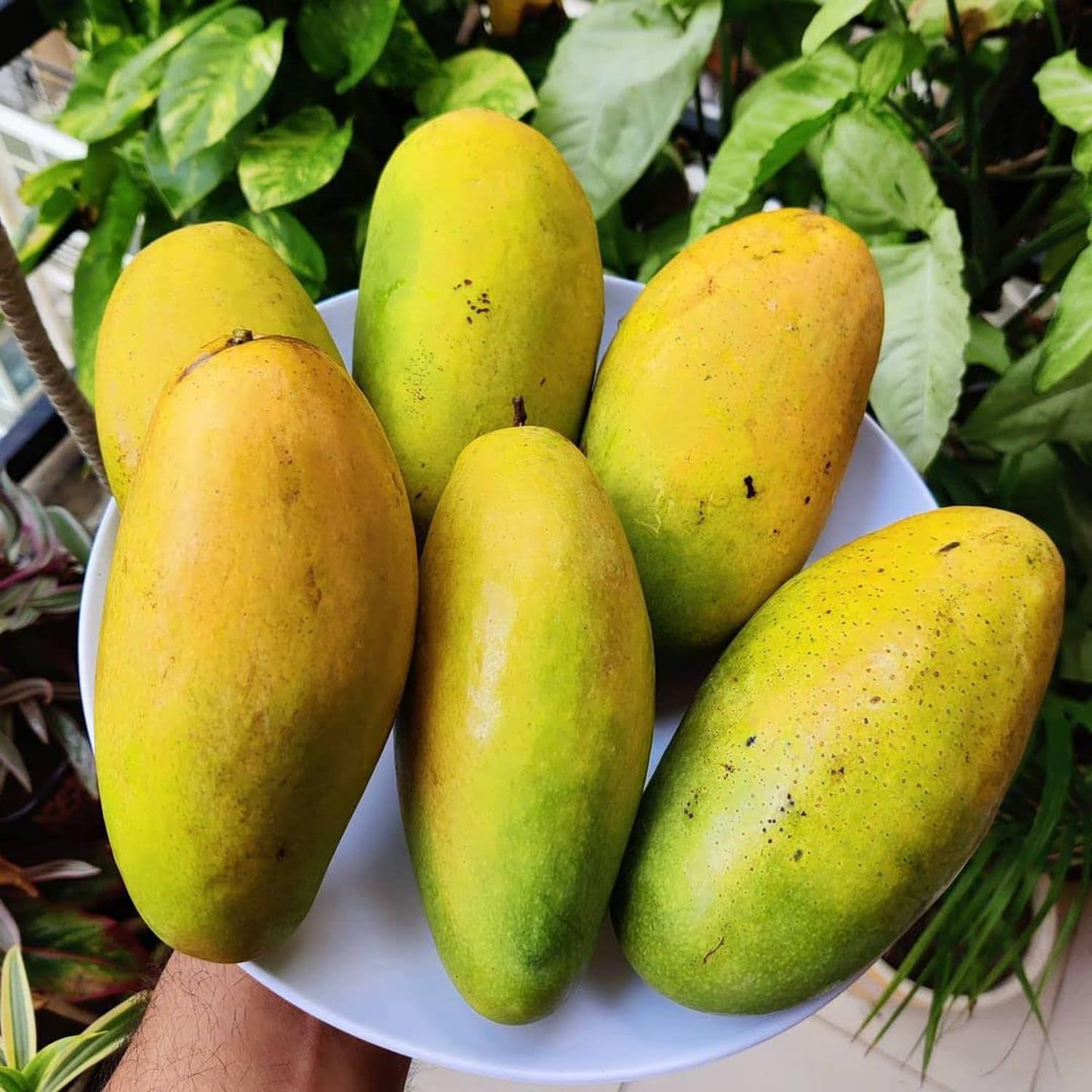 Mango Daseri Graft