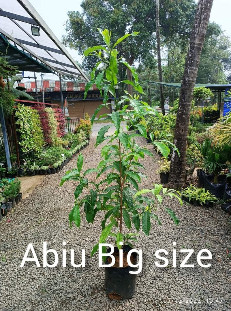 Abiu big size