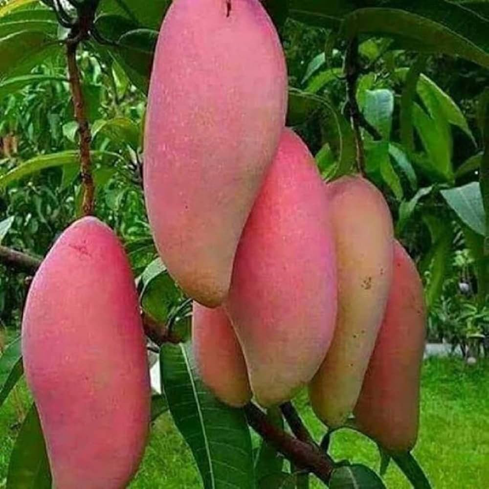 Mango Red Ivory Graft