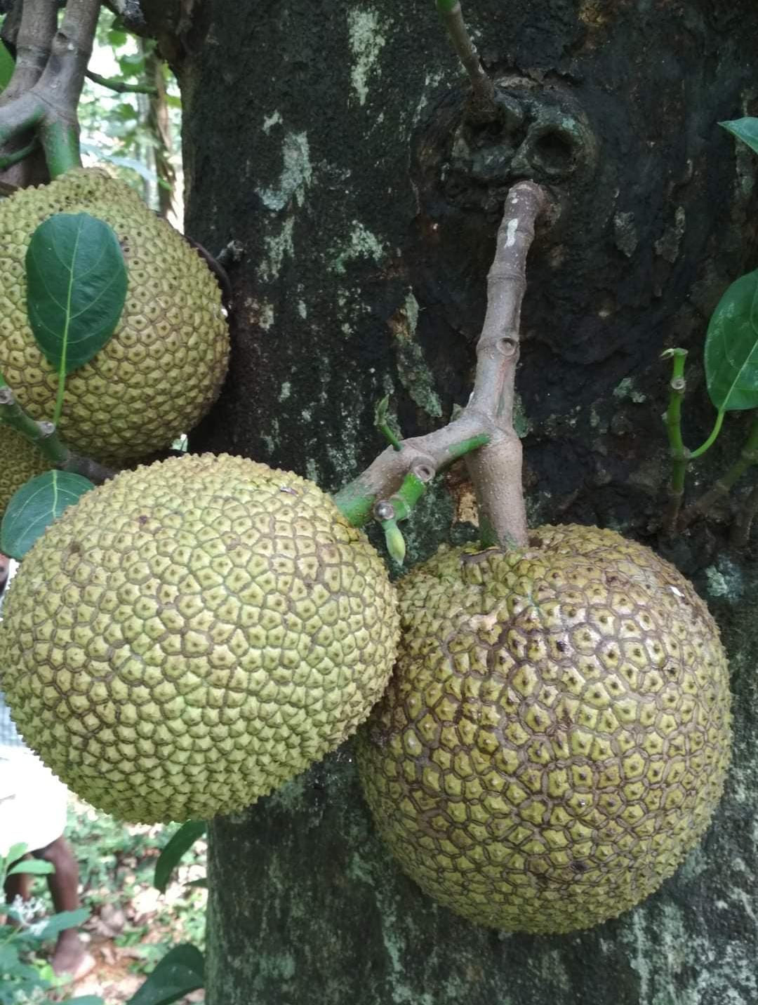 Jack Coconut Bud