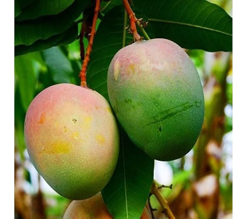 Mango Neelan Graft