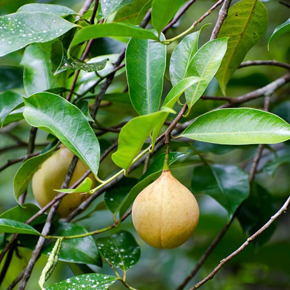 Nutmeg KAU Poothura Bud 2-3 Step (16*16 cover )