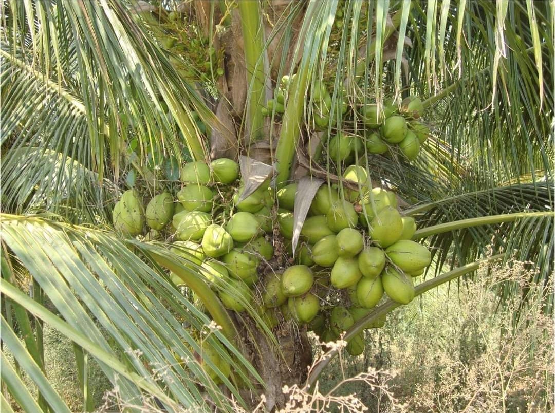 Coconut Gangabondam Dwarf