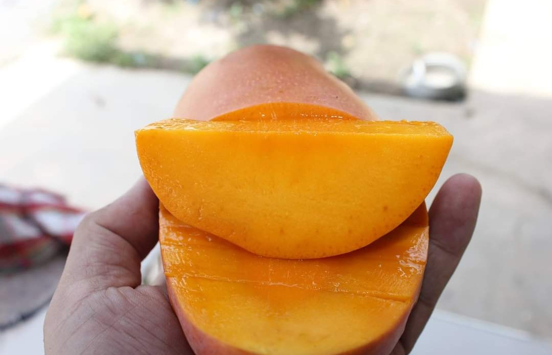 Mango red ivoey graft