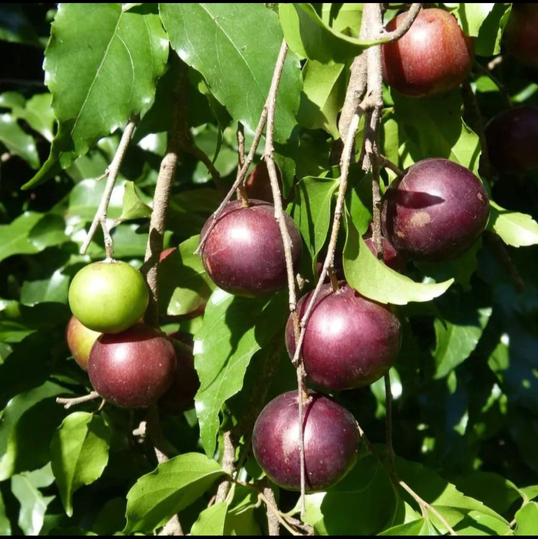 Thai All Season Giant Sweet Loovi Graft BIG size
