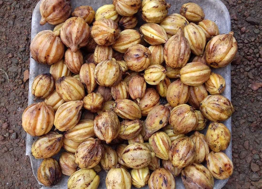 Kudampuli Bud