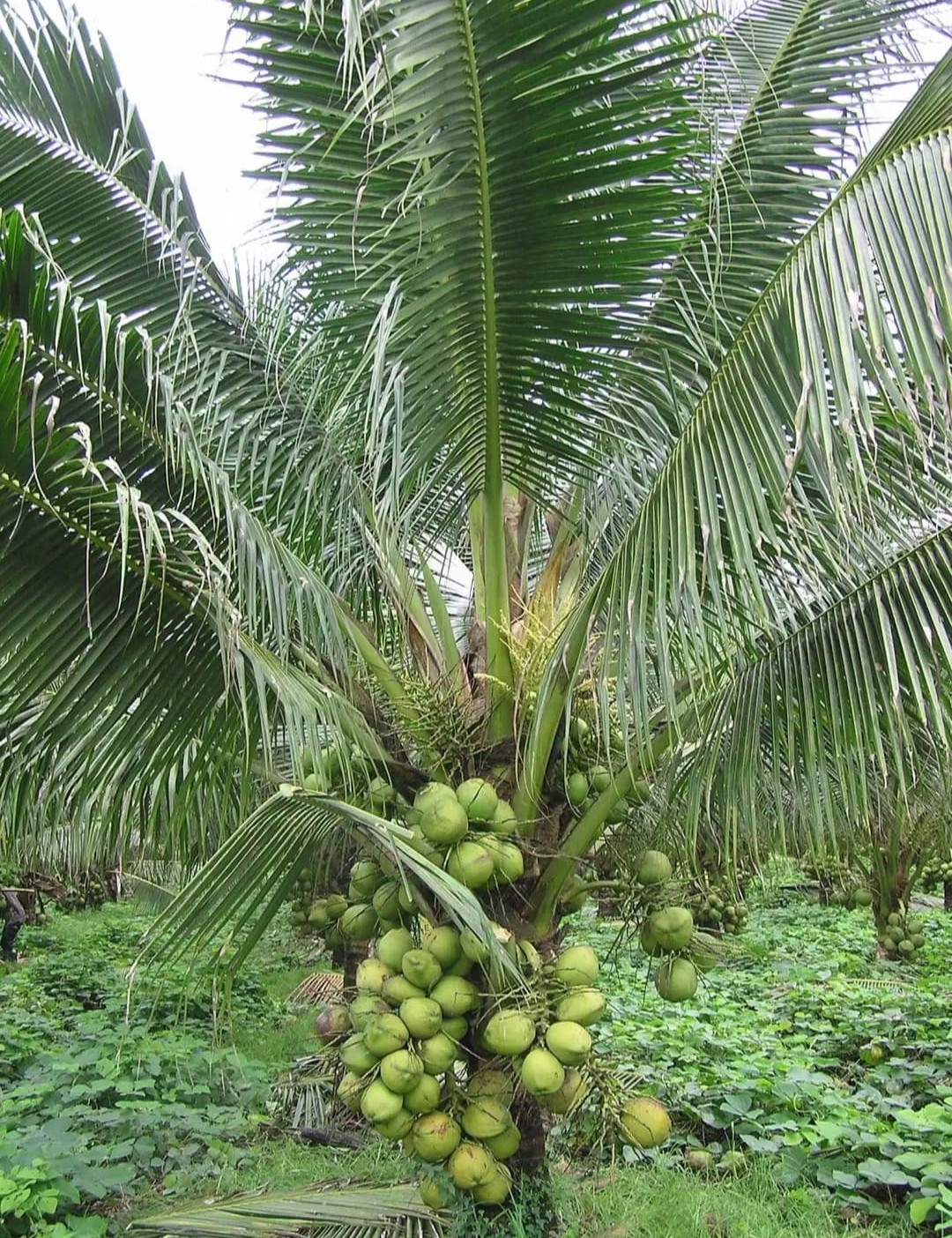 Coconut DxT