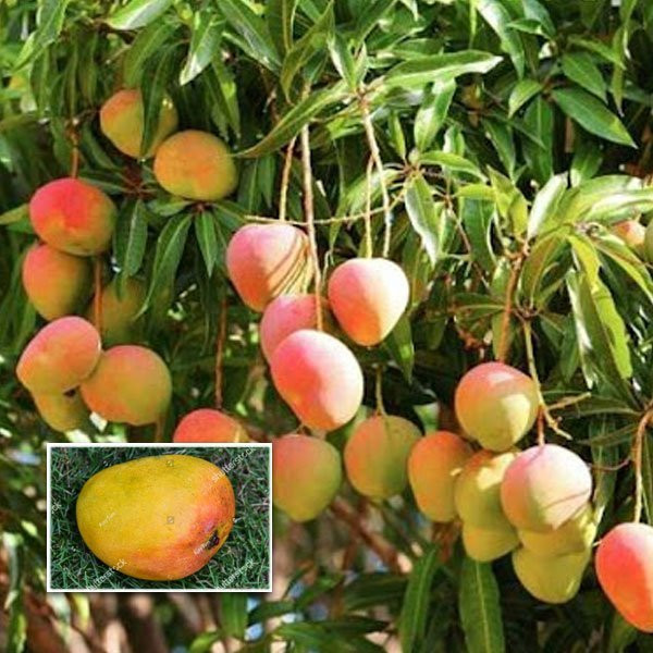 Mango Kottoorkonam Bud