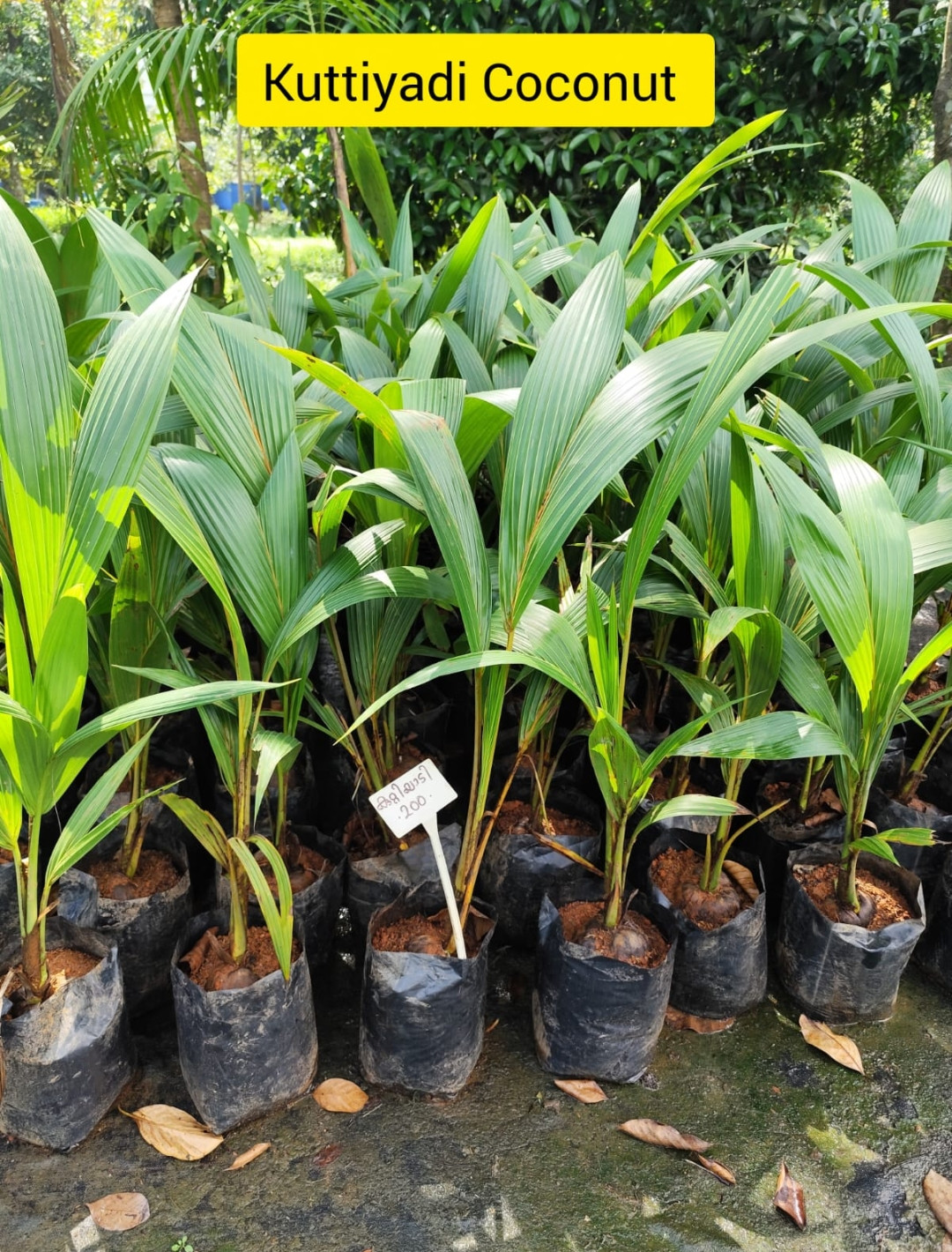 Coconut kuttiyadi