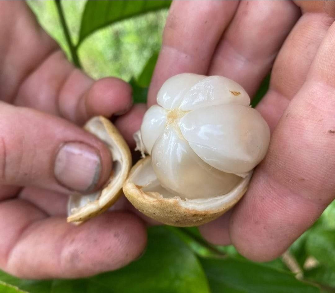 Duku - langsat bud