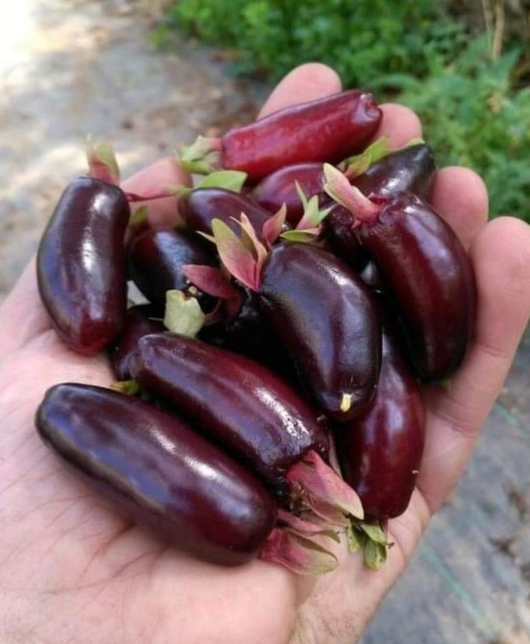 Savannah Cherry (Eugenia calycina)