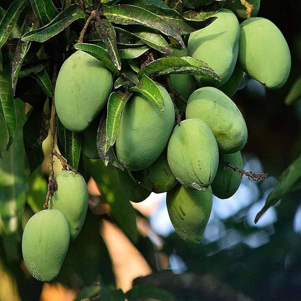 Mango Kalapadi Bud