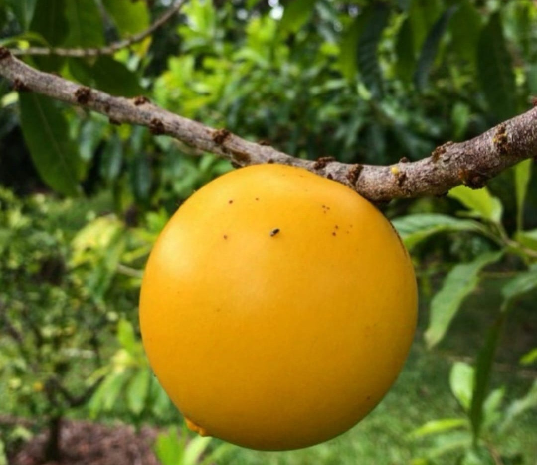 Abiu giant