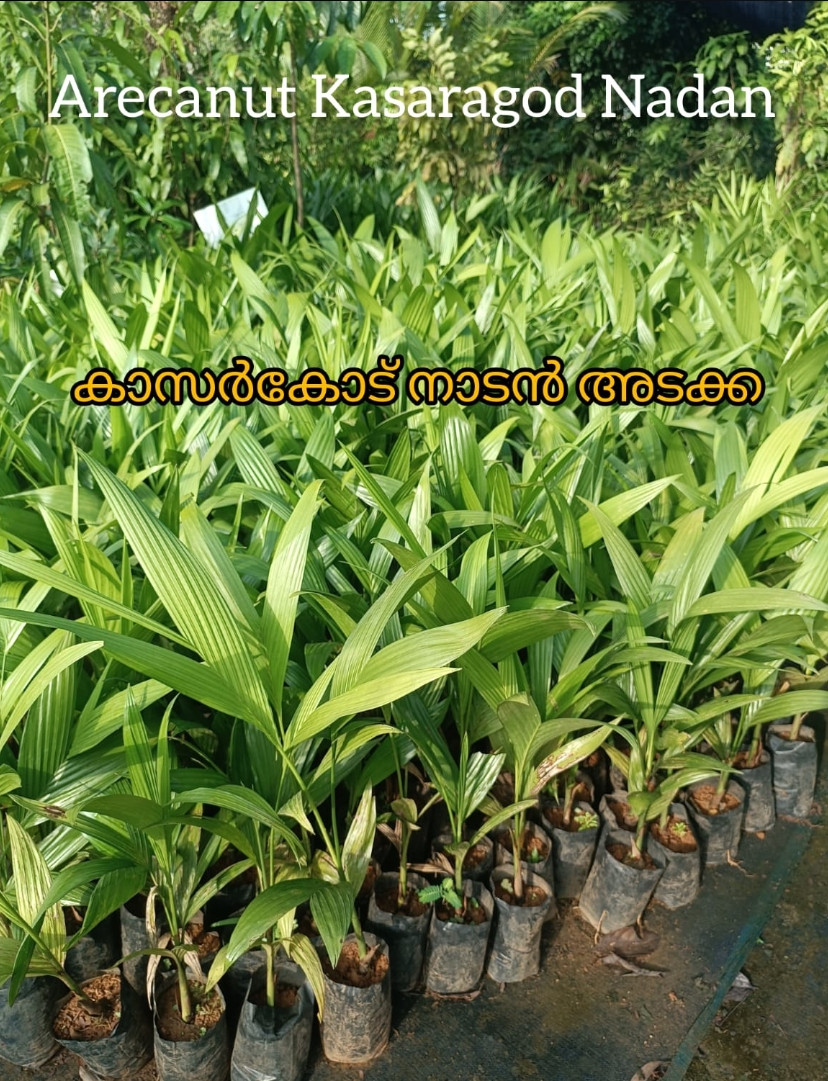 Arecanut Kasaragod Nadan