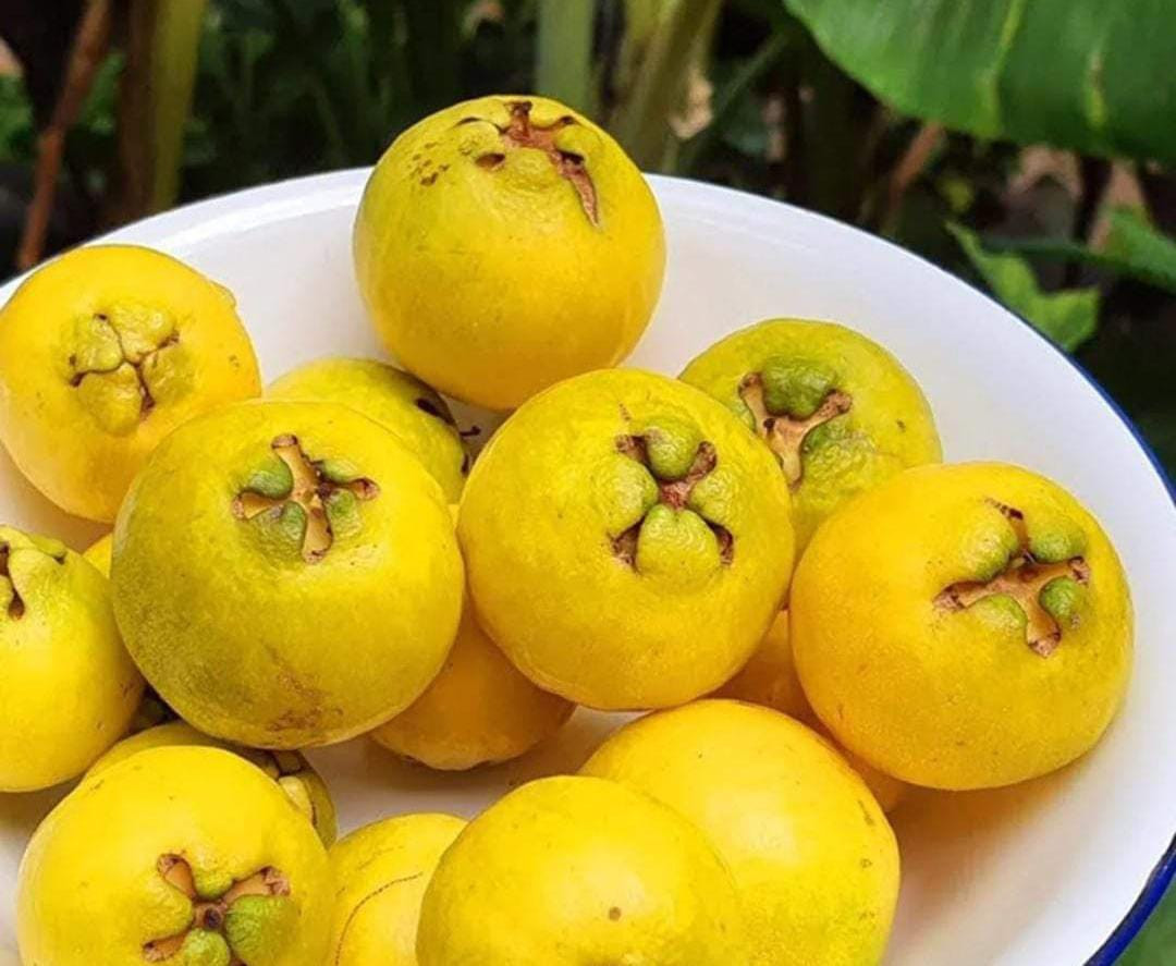 Yellow Strawberry Guava Layer
