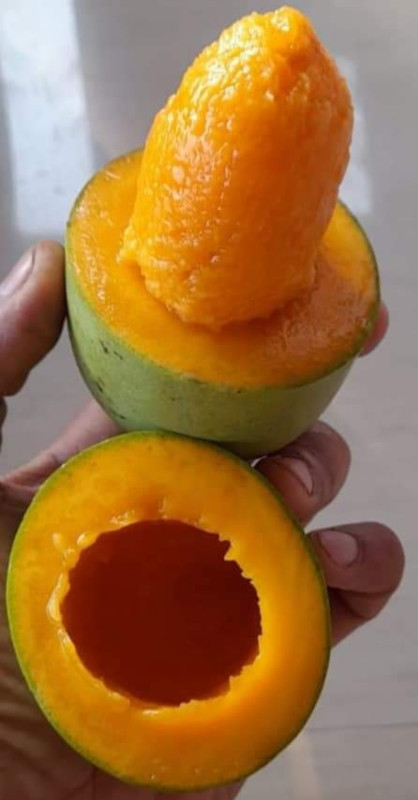 Mango kolamb bud