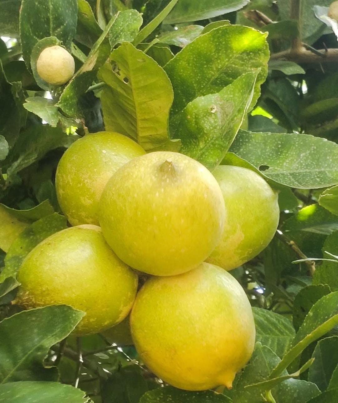 Seedless Lemon Layer