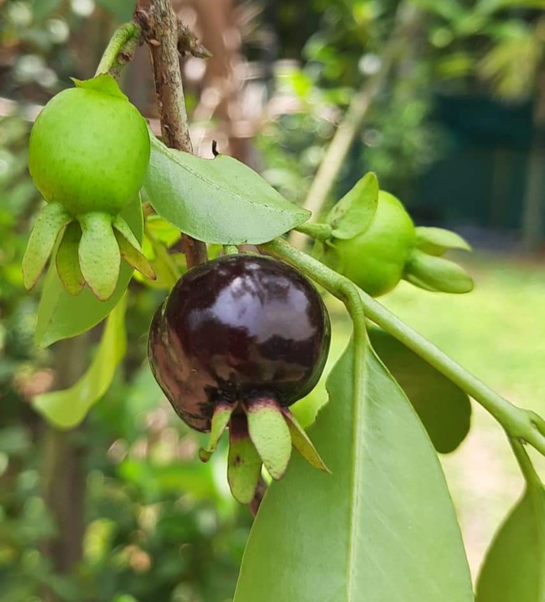 Rio Grande cherry