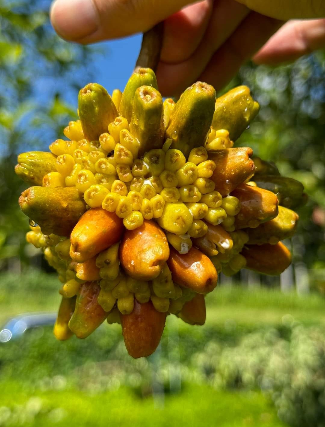 Kesusu bud
