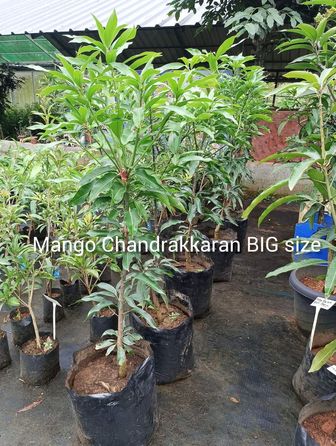 Mango Chandrakkaran Bud BIG size