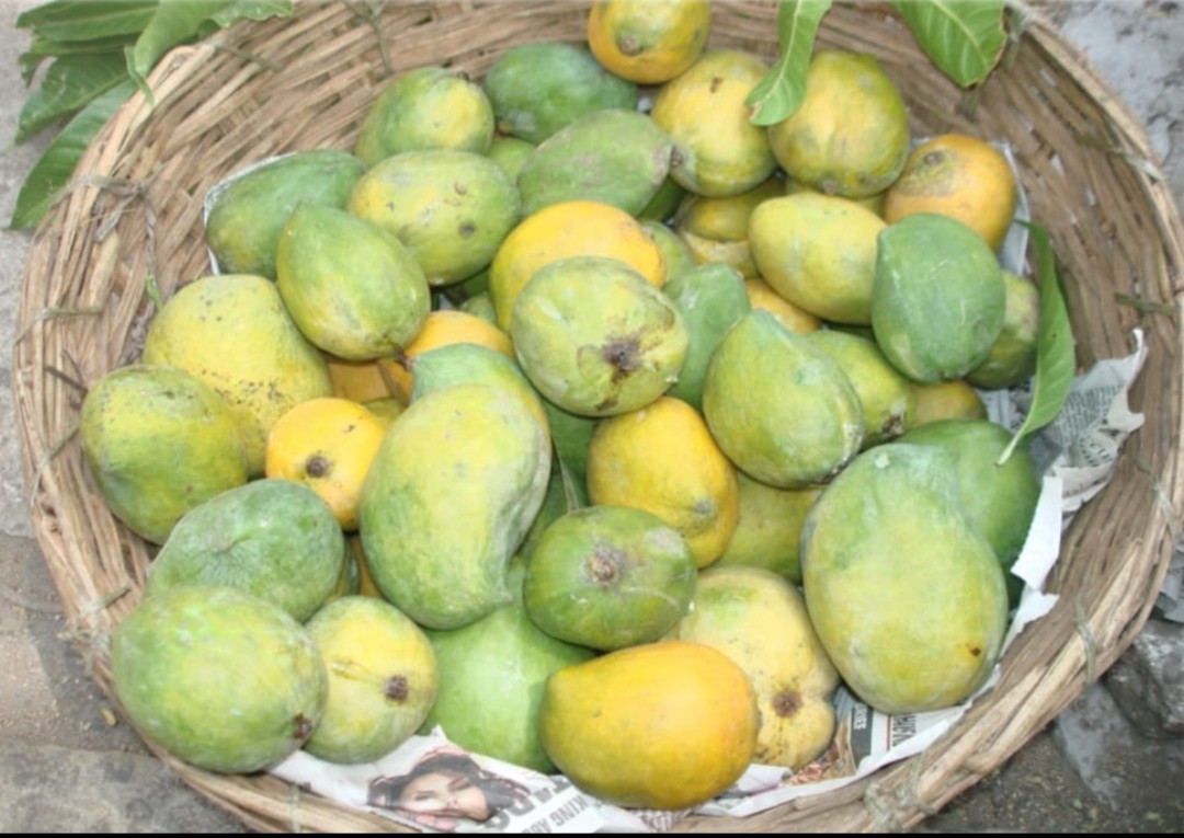 Mango jahangir dub