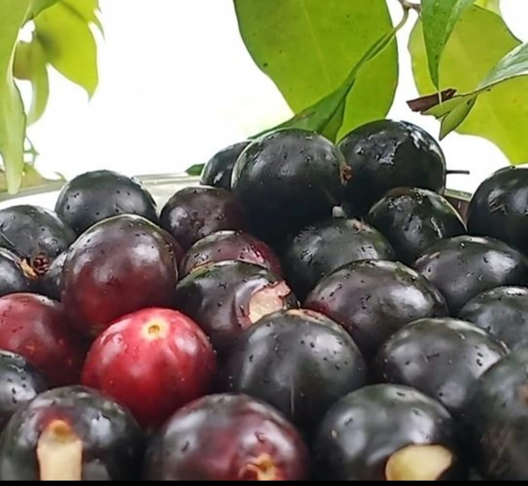 Rain forest plum