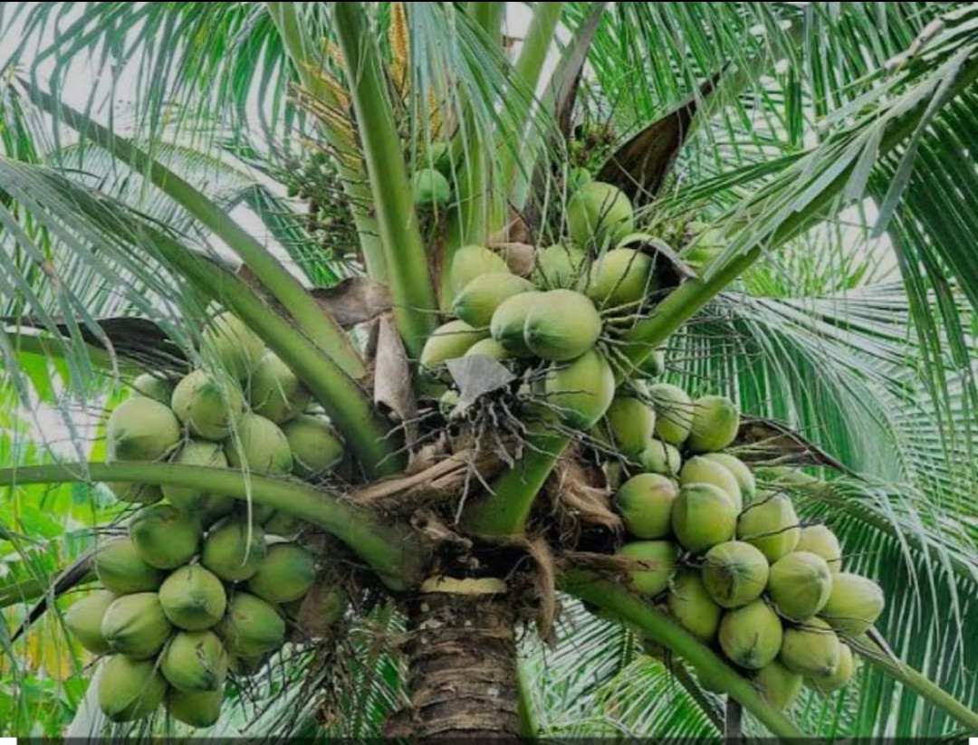Coconut KeraGanga
