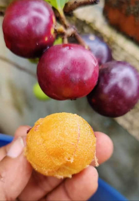 Manila tennis ball cherry graft