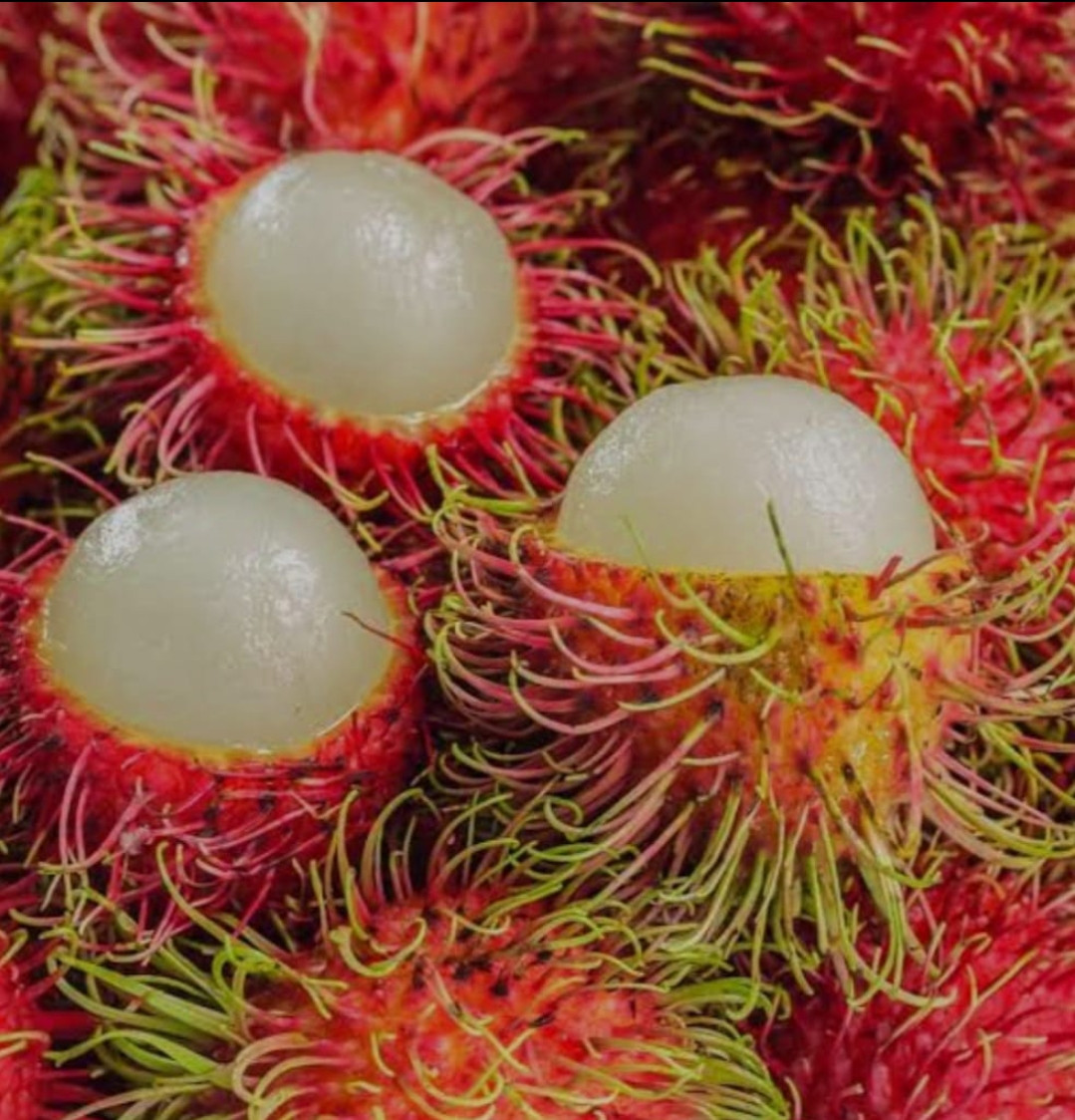Rambutan N 18 Bud BIG size