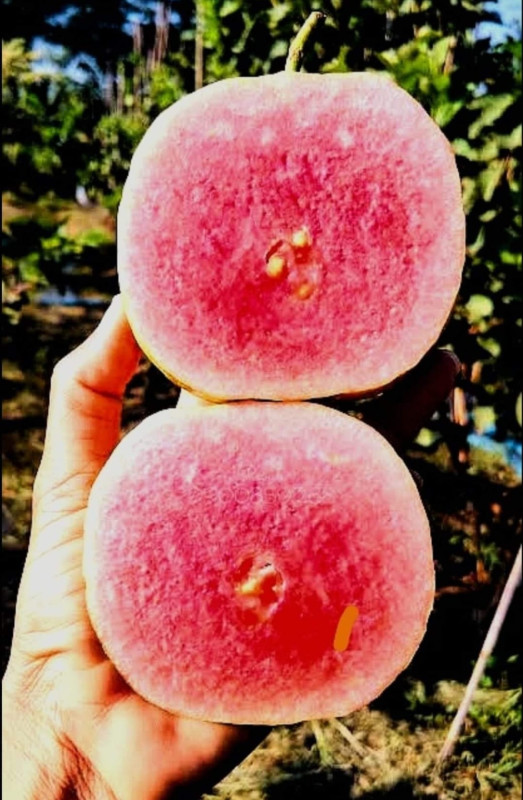 Guava japan red seedless layer
