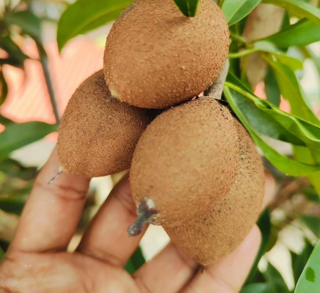Banana Sapote Graft