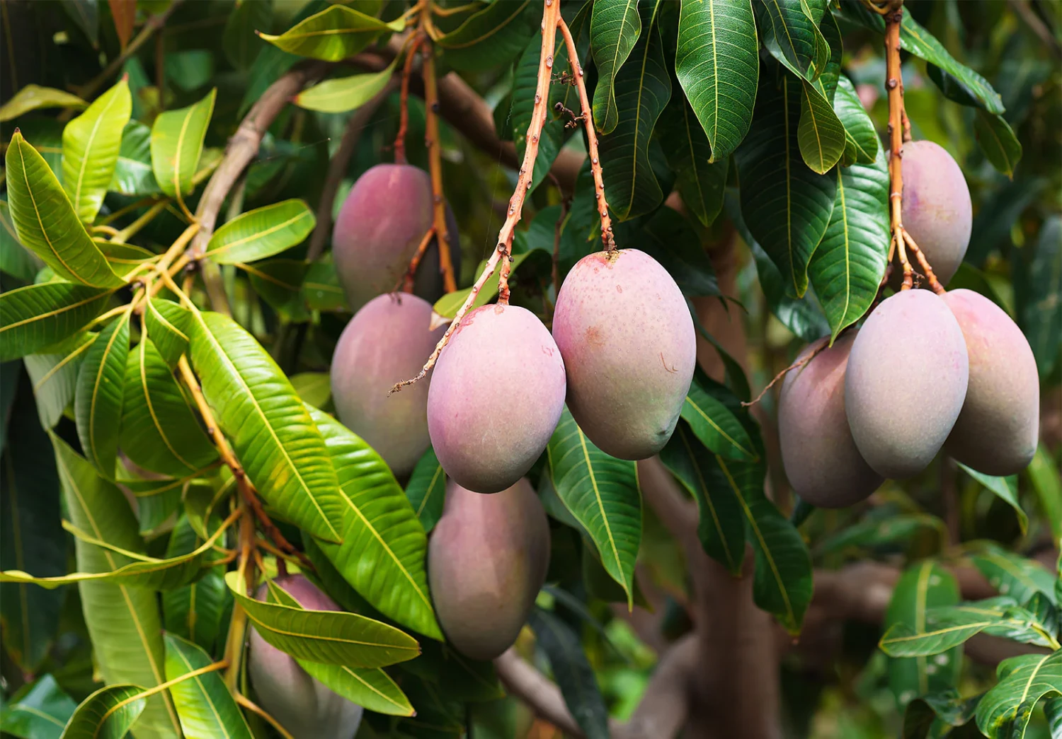 Mango Kolamb Bud (BIG & Regular)