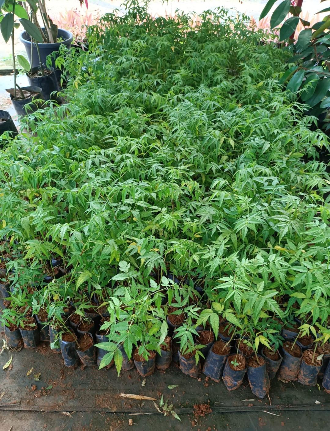 Malavepp seedling