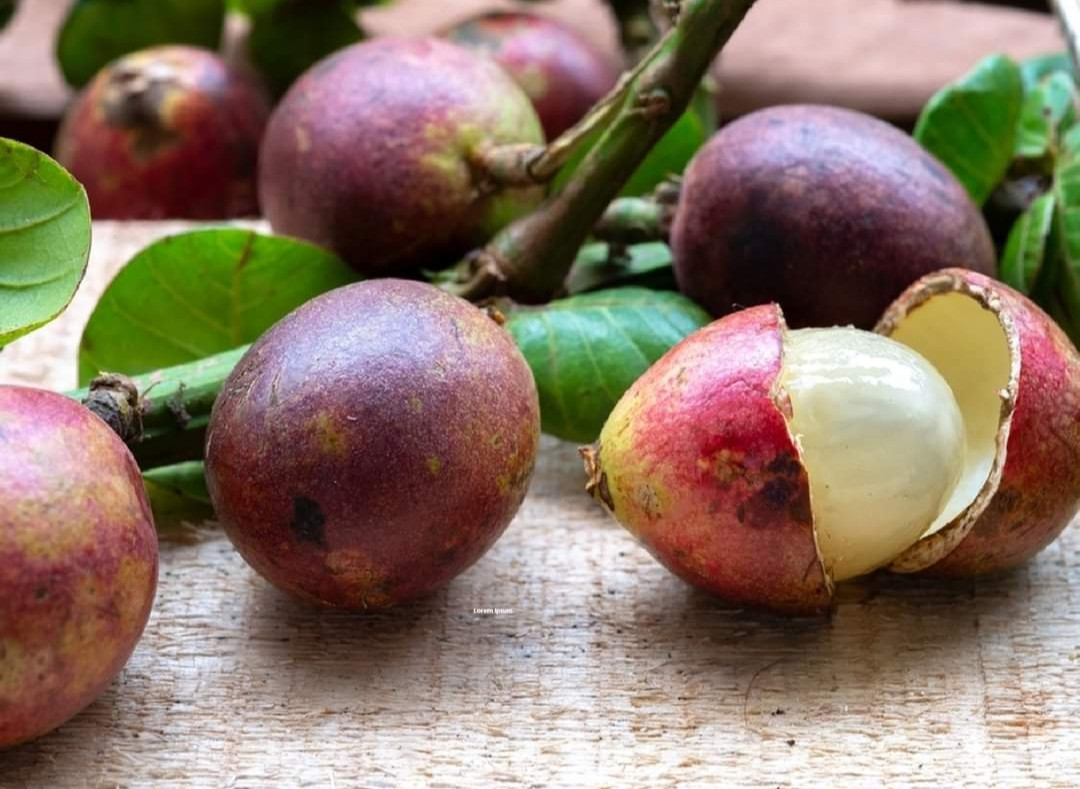 Matoa purple