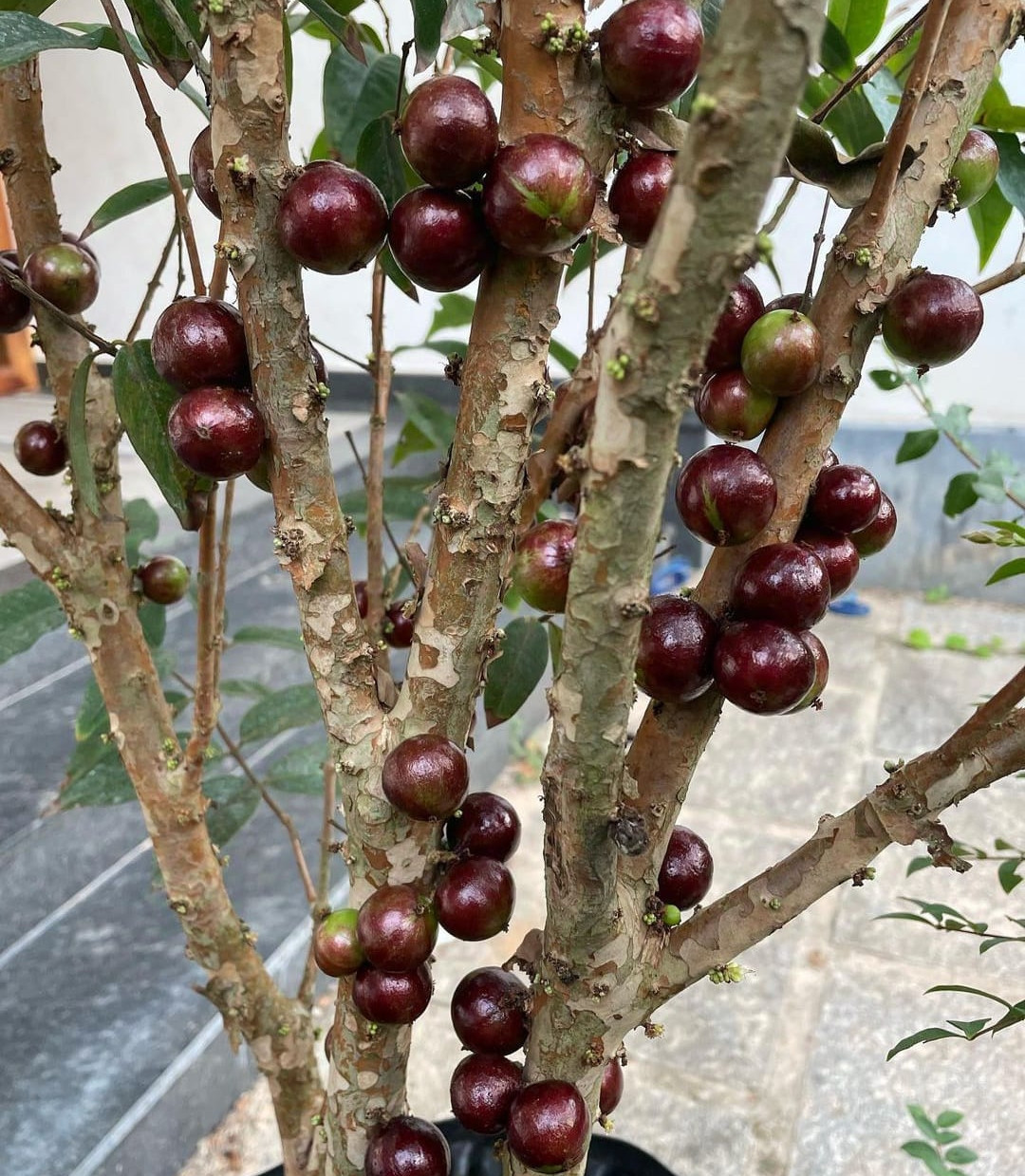 Jaboticaba Escarlate Seedling