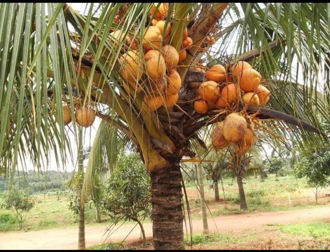 Coconut chentheng