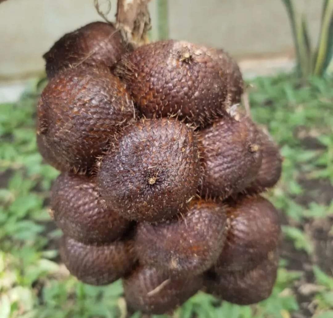 Salak gulapasir
