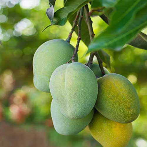 Mango Malgova Bud
