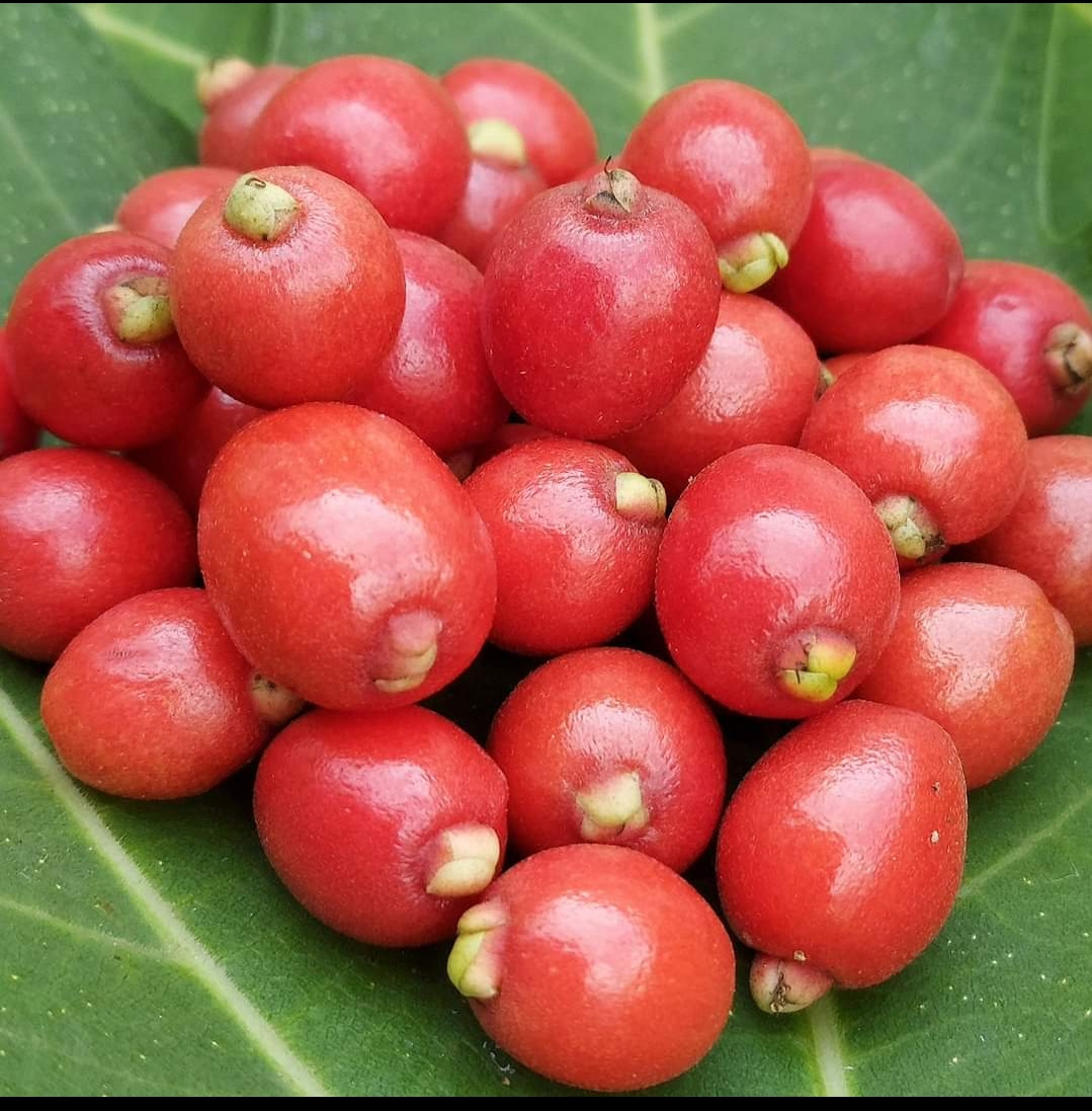 Australian cedar bay cherry