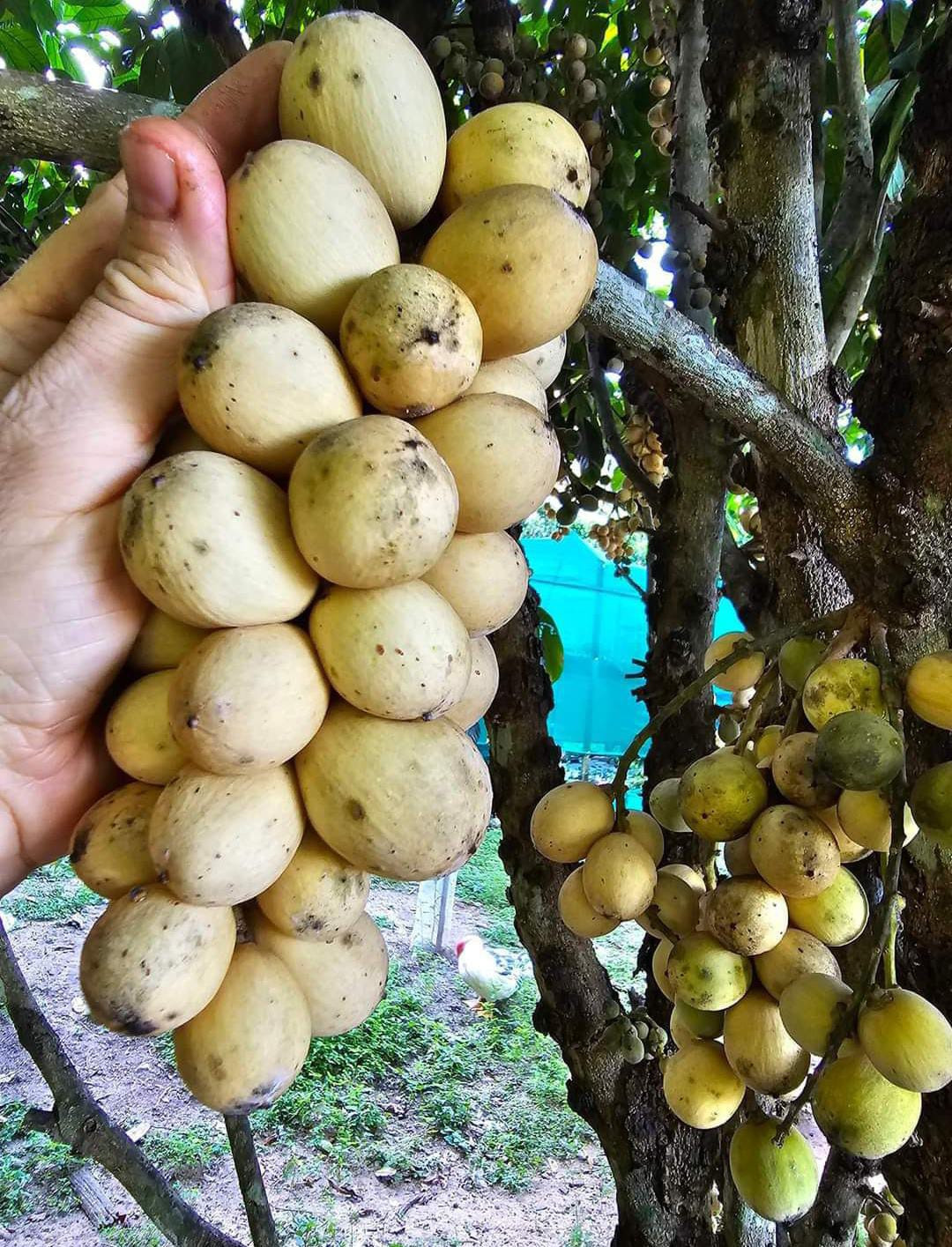 Longkong Bud