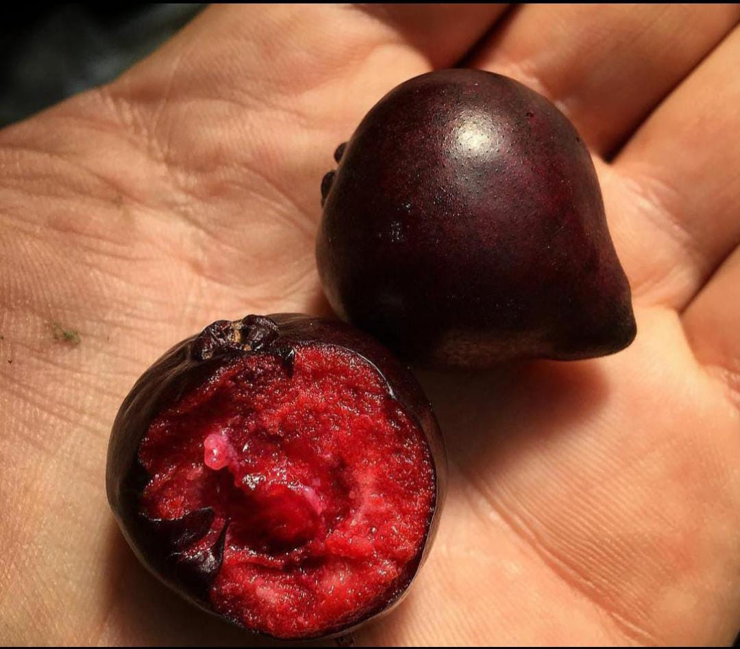Purple Forest Guava Seedling