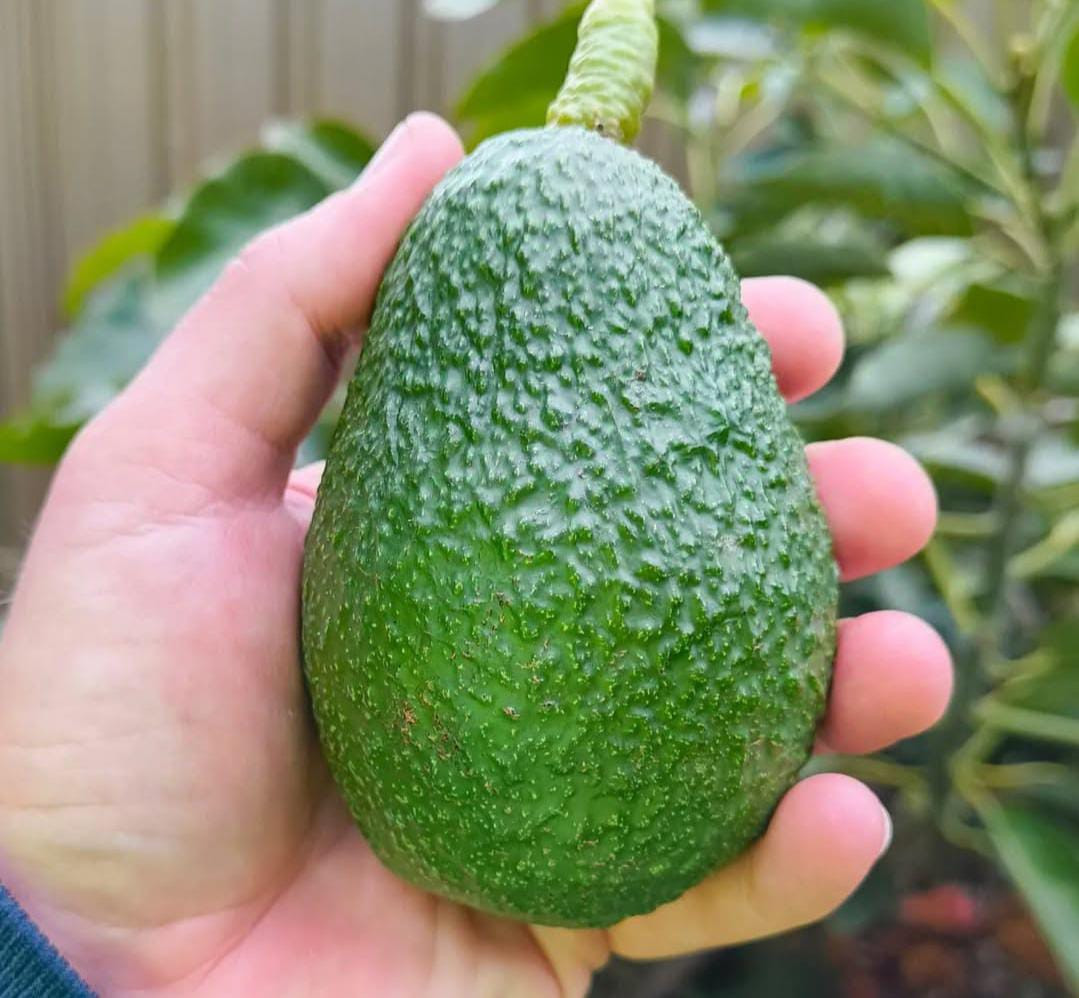 Avacado Hass Bud